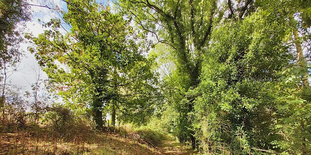 Guided Walk: Wessington Wood & Pasture & Pear Tree Walk at Wessington Wood & Pasture