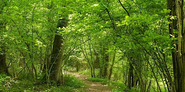 Guided Walk: Lea & Pagets Wood and Church Wood
