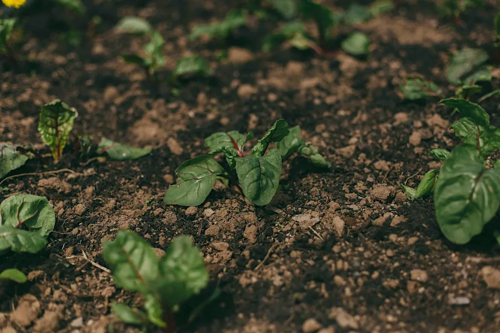 The Joy of Growing: Building resilience into our growing spaces at Lower Metherell
