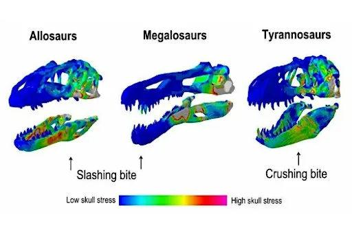 Tyrannosaur evolution, behaviour, and biomechanics