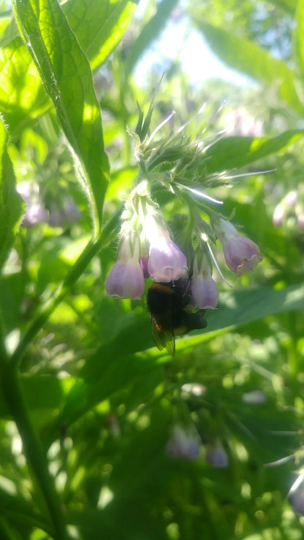 Growing resiliance - gardening for the future