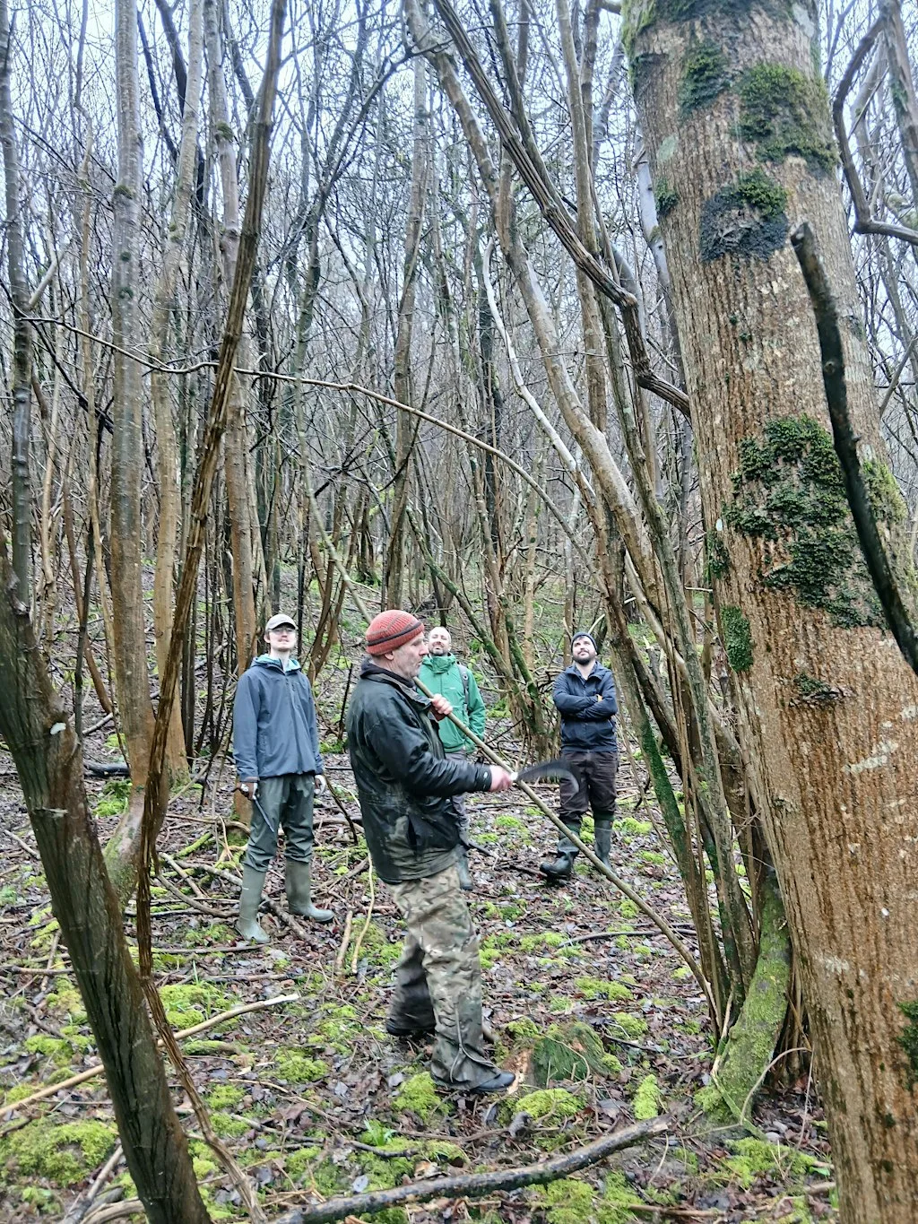 Volunteers wanted to coppice hazel at Warleigh Nature Reserve, Bath at Warleigh Nature Reserve