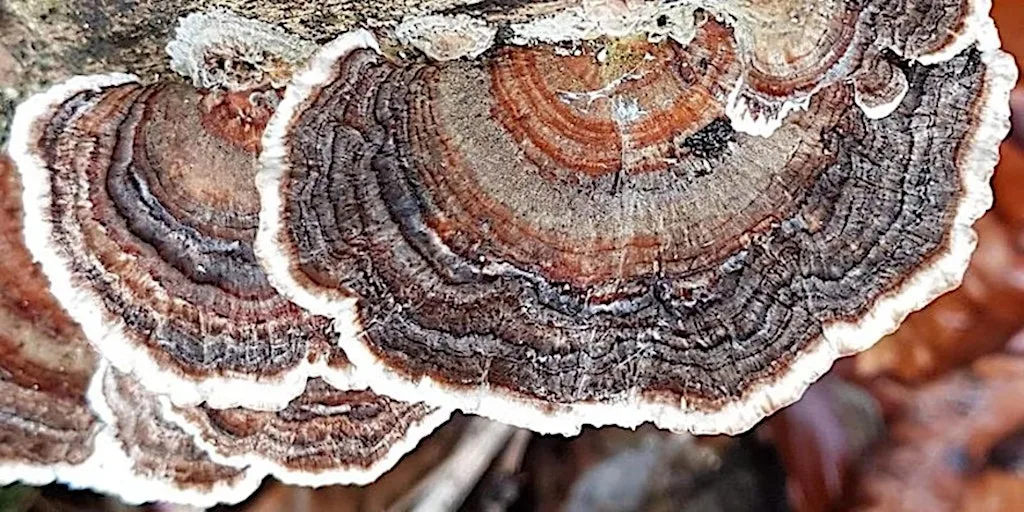 Fabulous Fungi at Broadhurst Clough Broadhurst Park