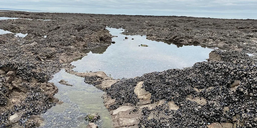 Seashore Safari: Port Eynon