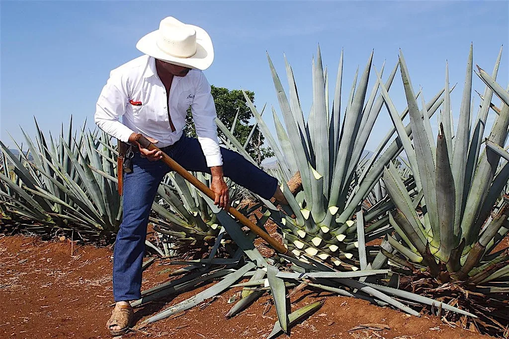 A Taste of Mexico: Tequila-Mezcal-Sotol-Raicilla | Amathus Oxford