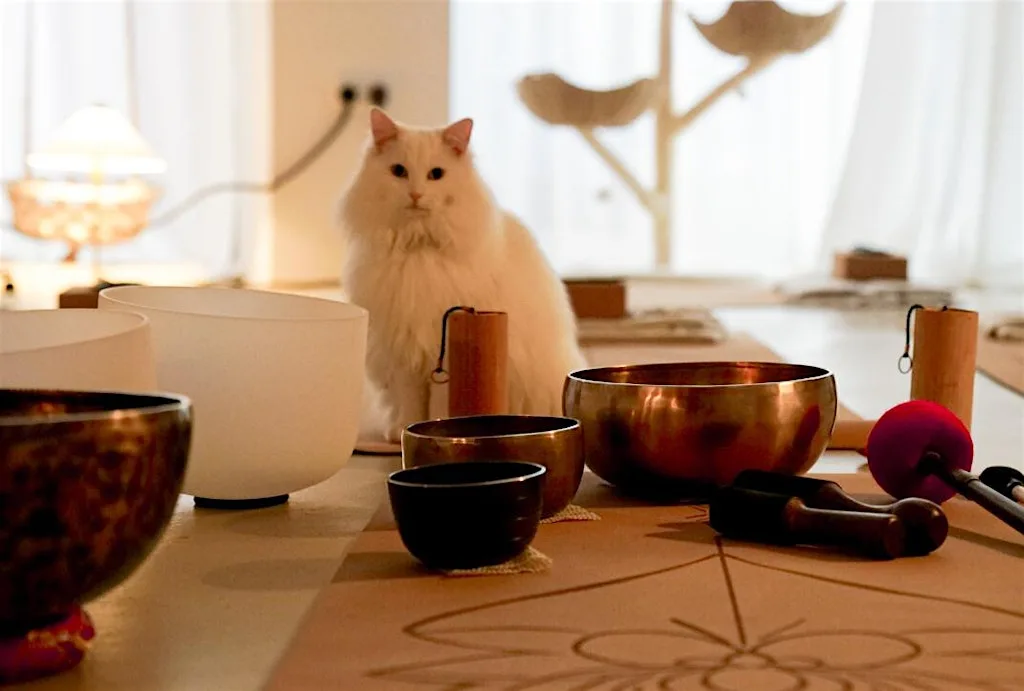 Cat Sound Bath
