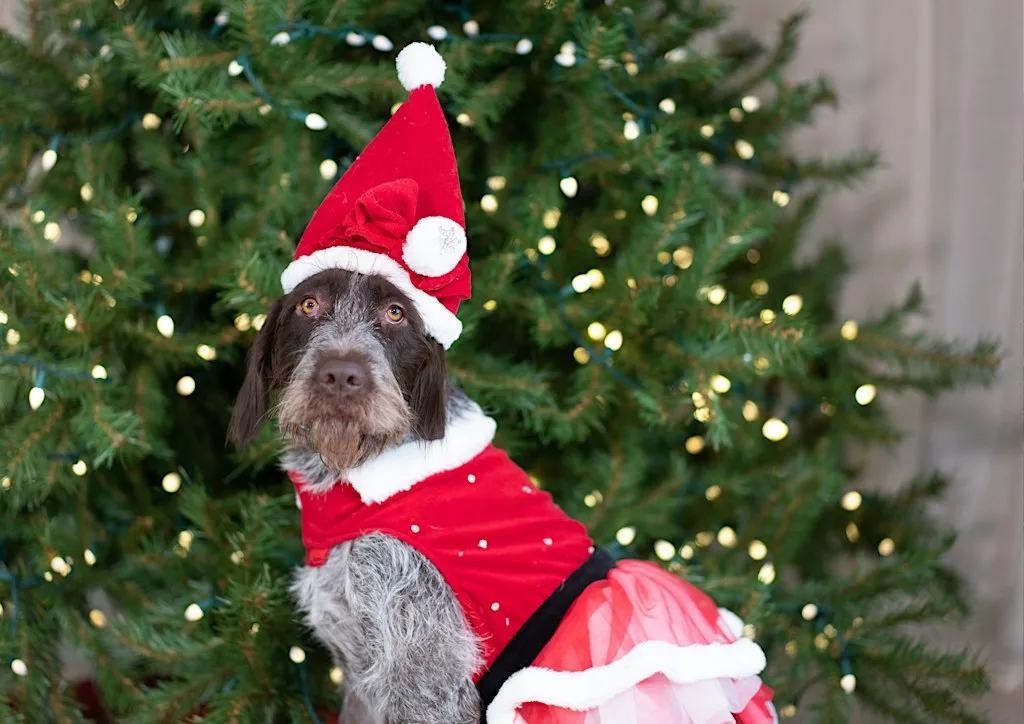 Santa Paws at The Kingsley at The Kingsley Hotel
