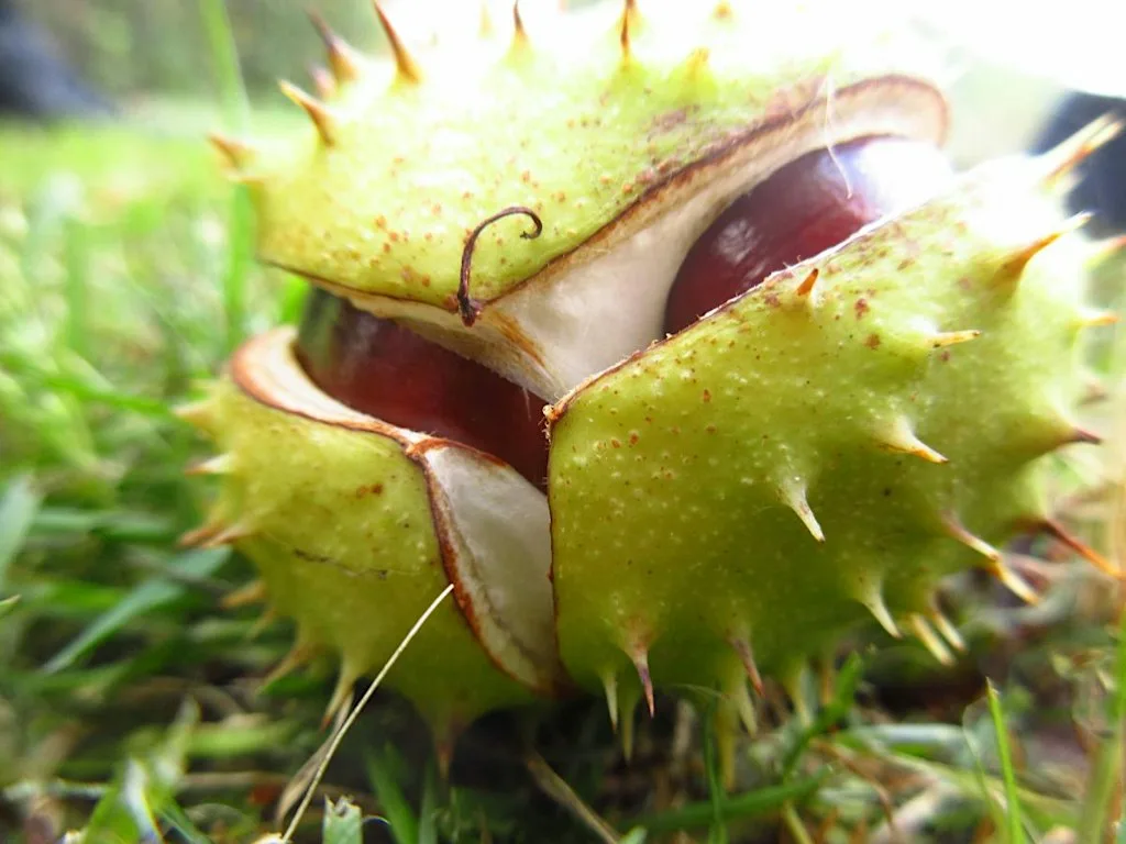 Nature Tots - Crickley Hill - Autumn Treasures at Crickley Hill Country Park