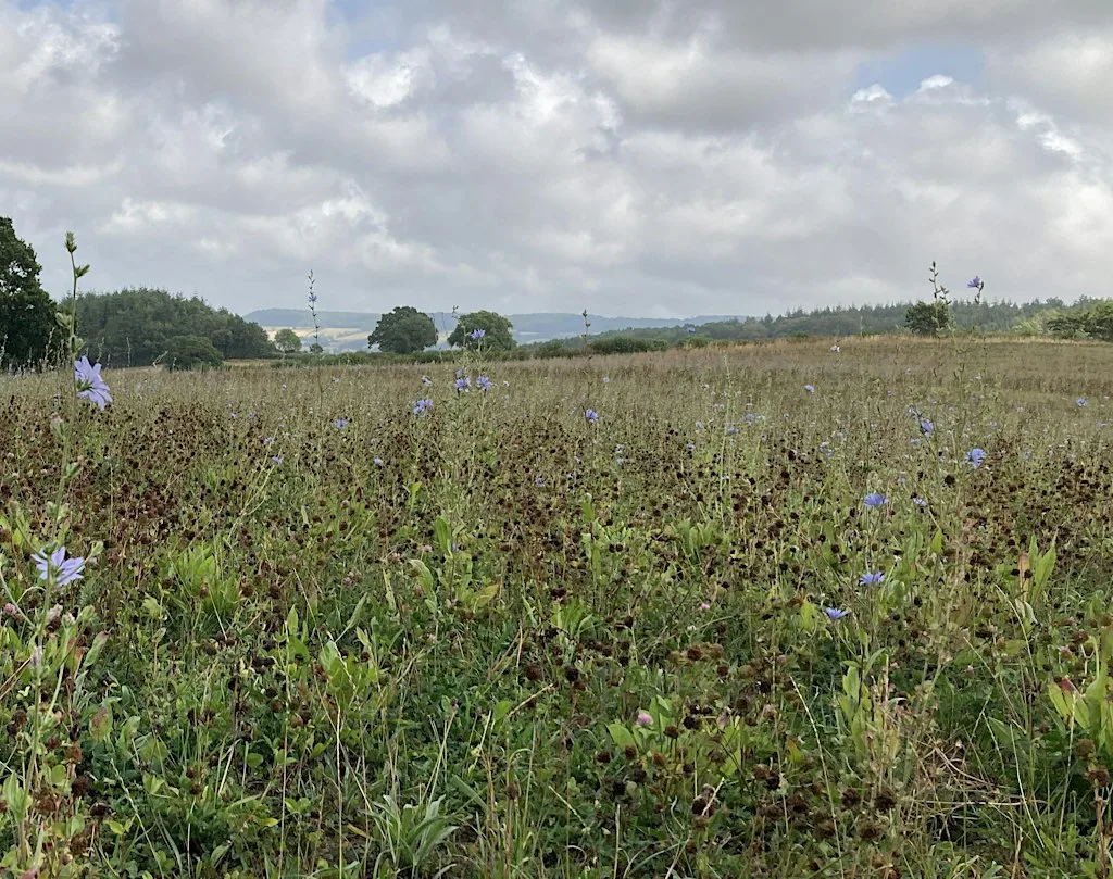 Feeding Cows Right: Reducing Costs While Maintaining Herd Performance