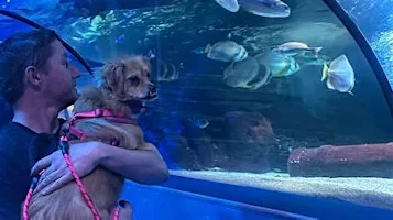 Dog Friendly Evening SEA LIFE Scarborough at SEA LIFE Scarborough