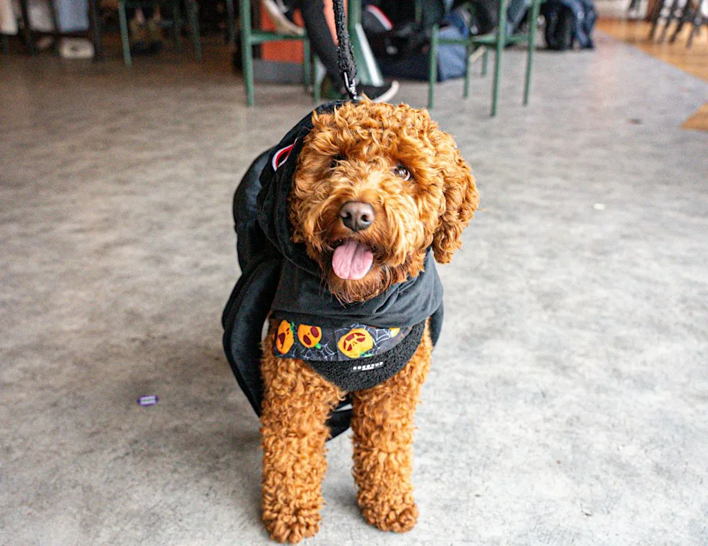 Howl'o'ween Dog Tea Party at Kargo MKT