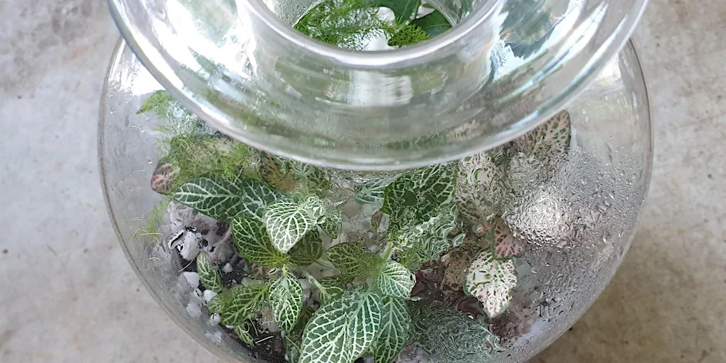 Valentine’s Special : Couples XL Closed Terrarium Workshop at 91 Trafalgar St