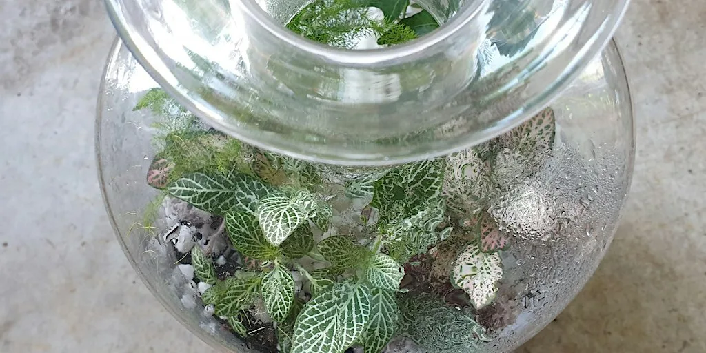 Terrarium workshop - build your own garden in a bottle at 91 Trafalgar St