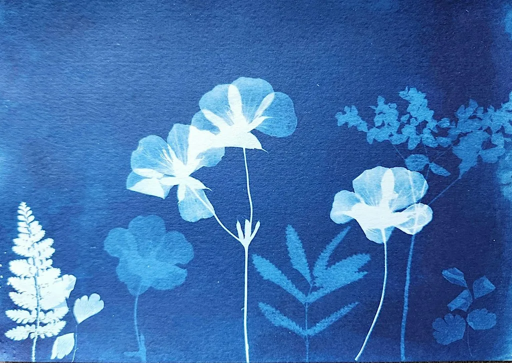 Discover the Magic of Trees: A Walk & Cyanotype Workshop