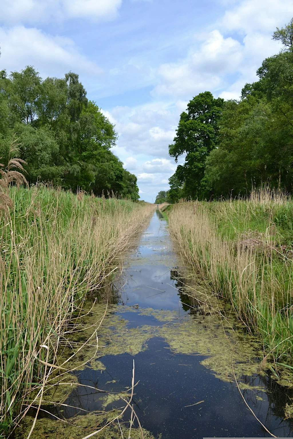 Ecology of the Fens with Laurie Friday