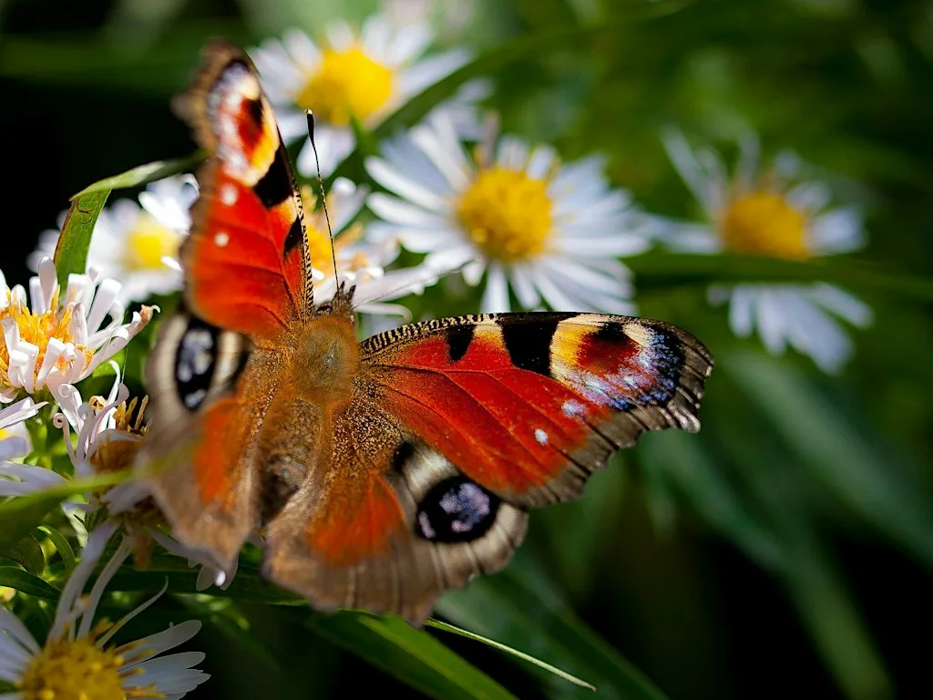 An introduction to butterflies