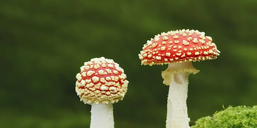 Fingringhoe Fungi
