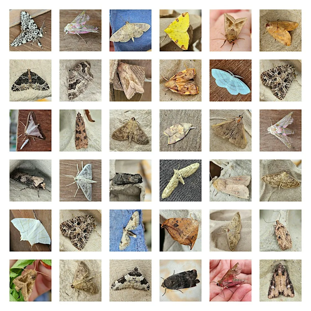 Moth Trapping & Surveying at Rimrose Valley Country Park