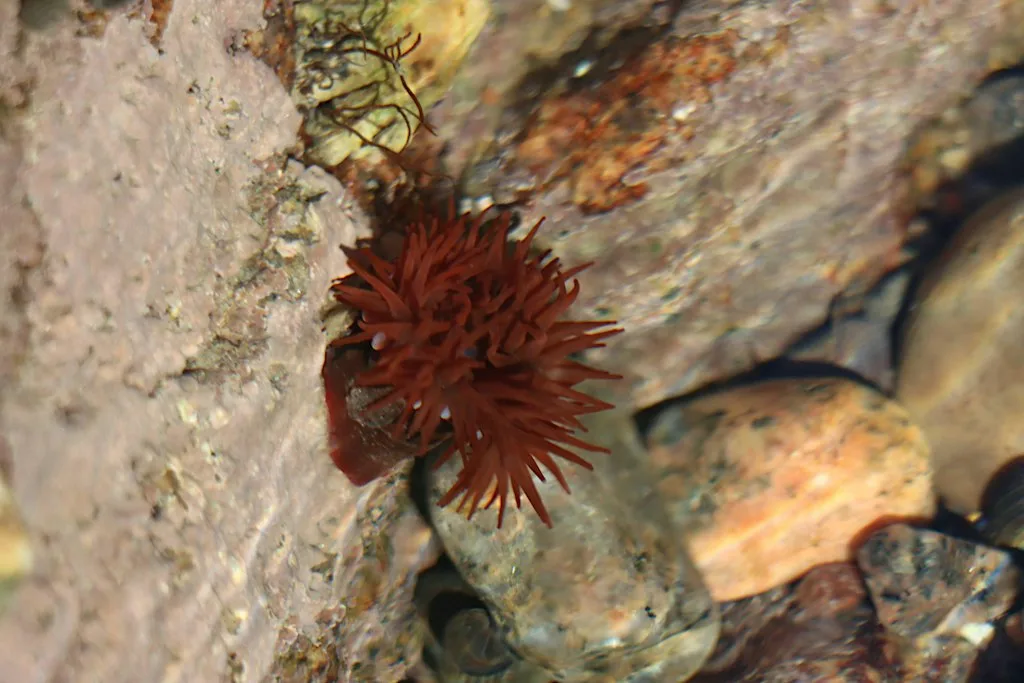 Evolutionary Adaptations of Beadlet Anemones with Abhiraj Chakraborty at Greyhope Bay Centre