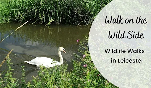 Wildlife Walk: A Walk on the Wild Side – Aylestone Meadows