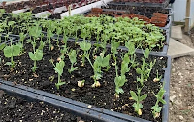 Wildflower Nursery Meet & Grow Session at Chiltern Rangers Depot