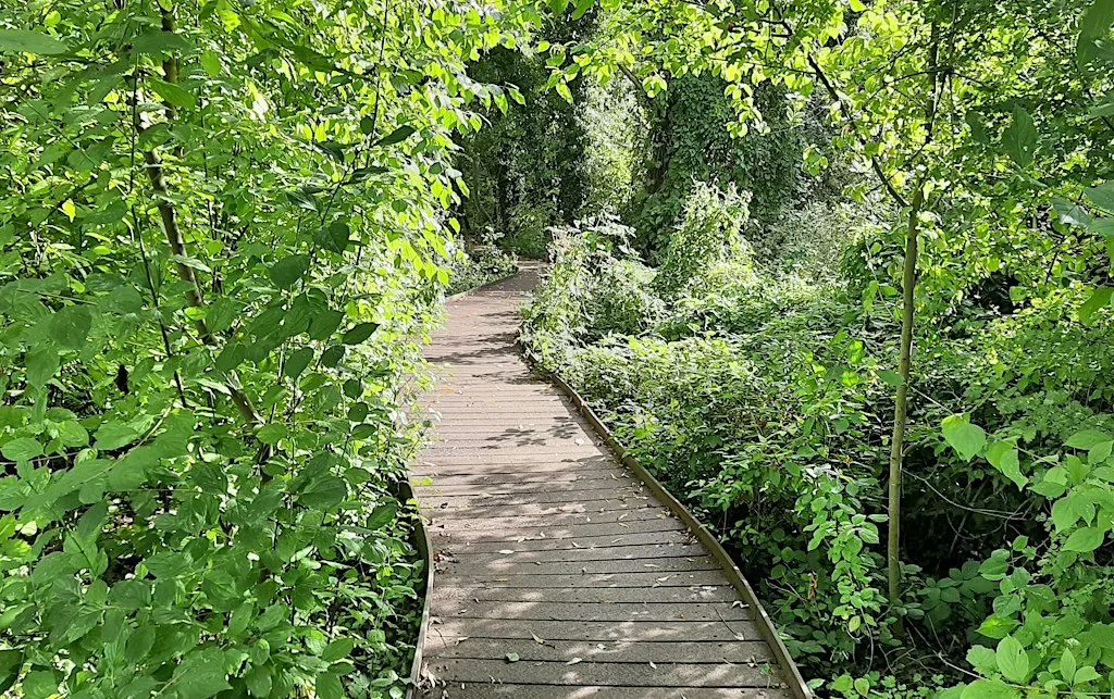 Woodland Wellbeing Walk