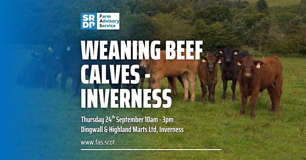 Weaning Beef Calves - Inverness