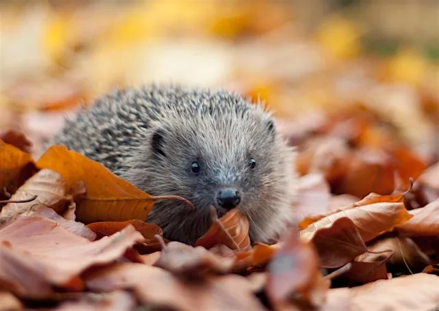 Weetslade hedgehog walk