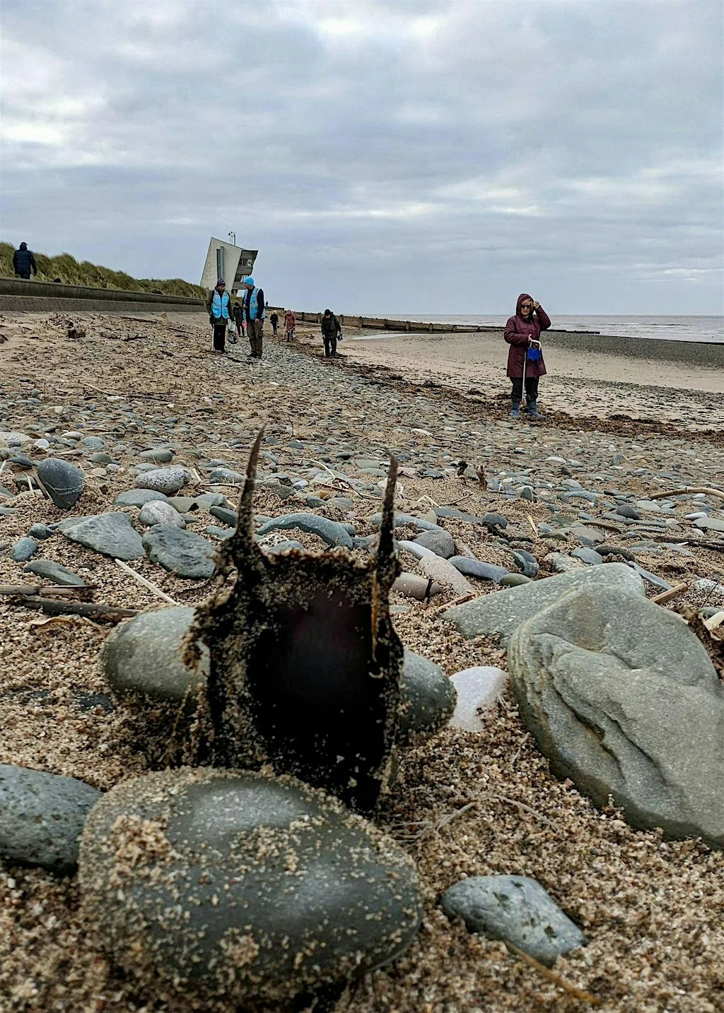 Eggcase Hunt - Knott End