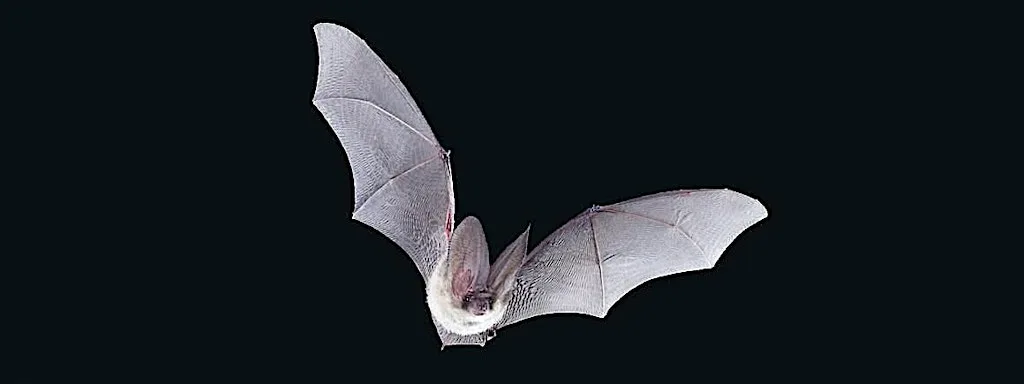 Twilight Bat Walk at Crookes Valley Park with Walkley Green Party at Crookes Valley Park