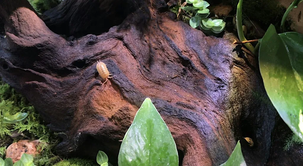 Tailored Terrariums - Bug Club