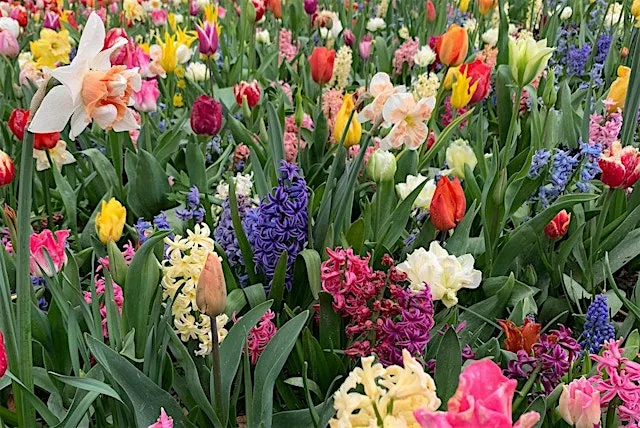 Bulbs & Winter/Spring Containers – Gardening Workshop (Premium) at Lets Grow Preston at Ashton Walled Community Garden