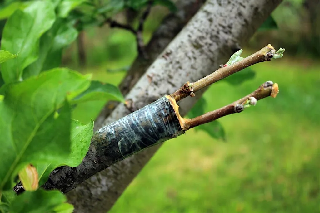 Apple Grafting – Gardening Workshop (Premium) at Lets Grow Preston at Ashton Walled Community Garden