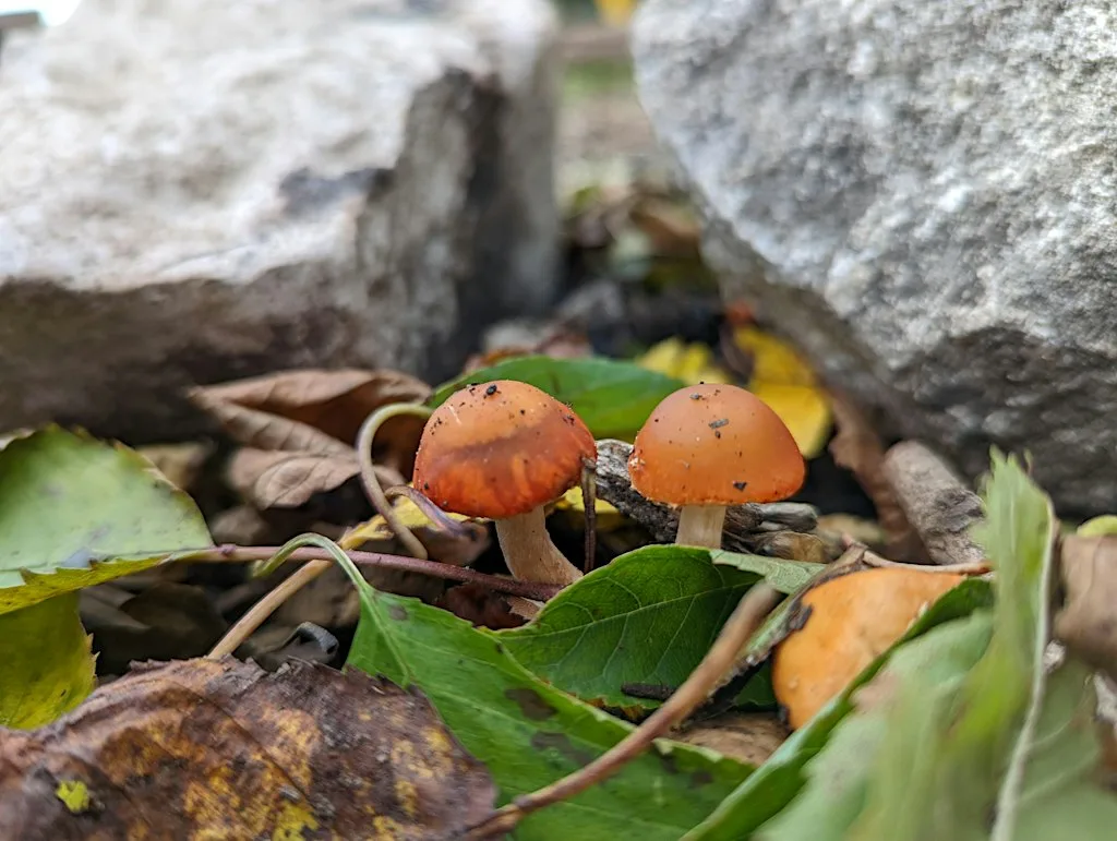 Half Term 'Trick or Treat fungi' Guided Hike
