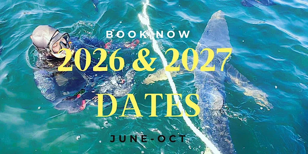 2026 and 2027 DATES TO SWIM WITH BLUE SHARK(DEPOSIT ONLY)
