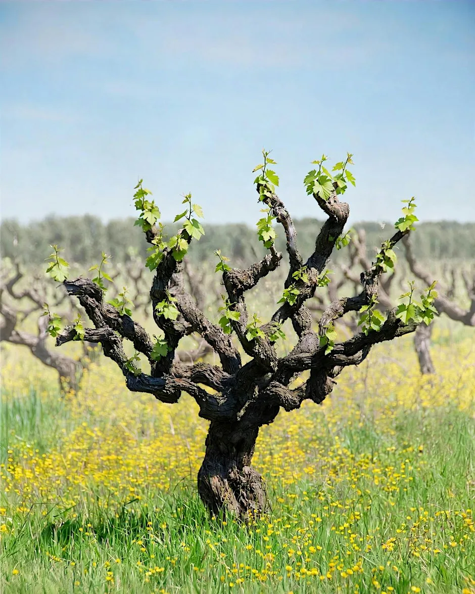 Old Vines: Wines with History at Alba x Whitechapel Gallery