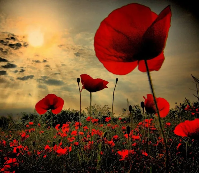 The Royal British Legion Northern Ireland Festival of Remembrance