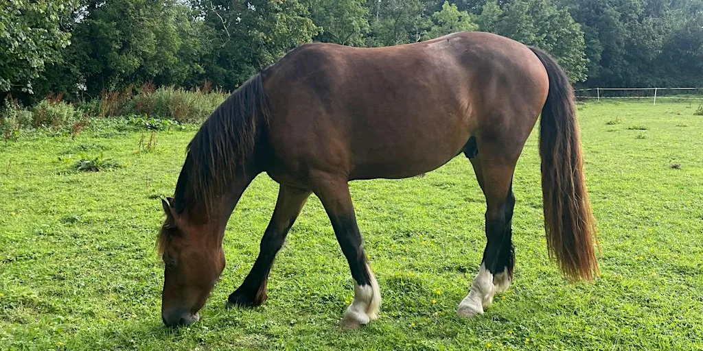 Autumn Evening Equine Behaviour Series 3: Difficulty Catching at Hillsborough Village Centre