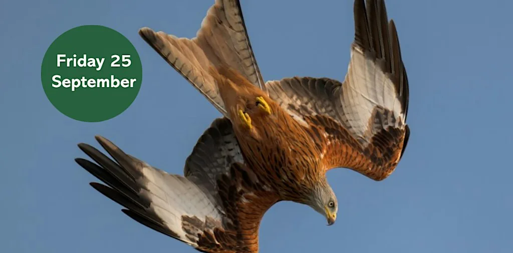 Autumn Bird Walk: Thornley Woods at Thornley Woodlands Café