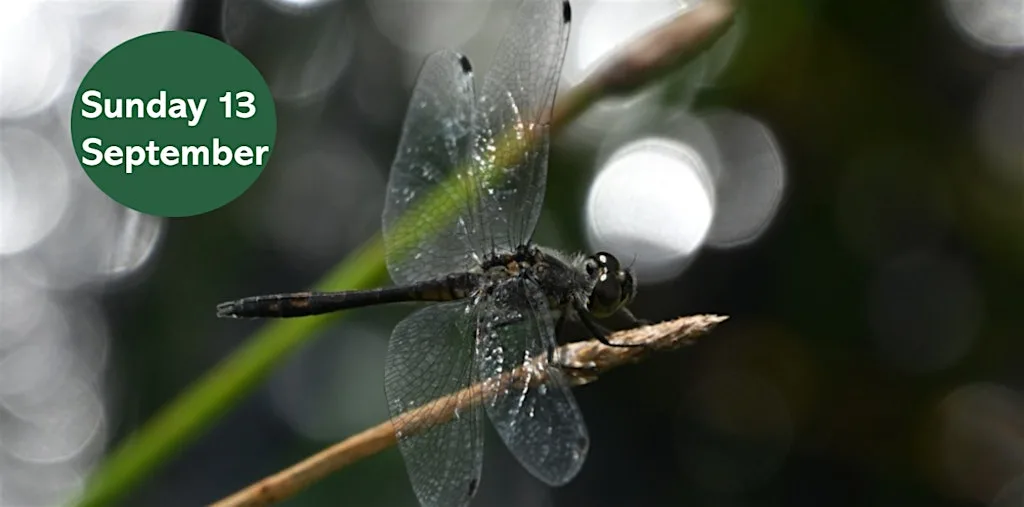 Dragonfly Walk at Gosforth Nature Reserve