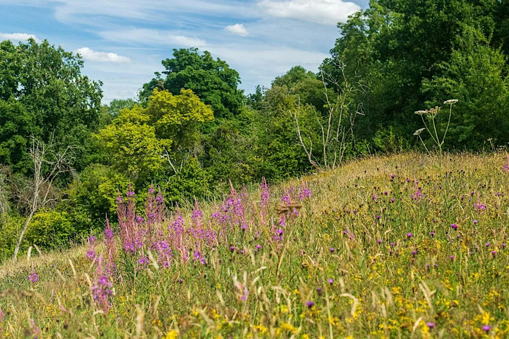 Nature Reserve Work Party - Common Hill at Common Hill