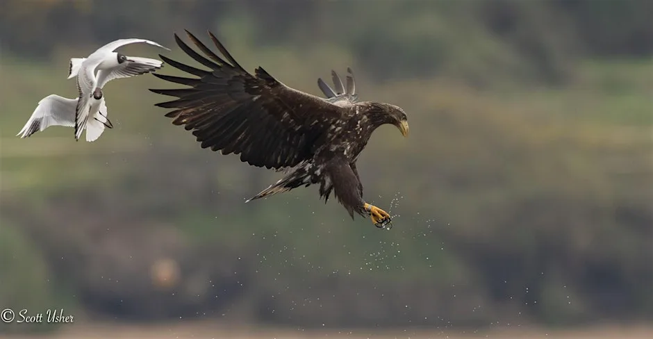 Raptor Watch
