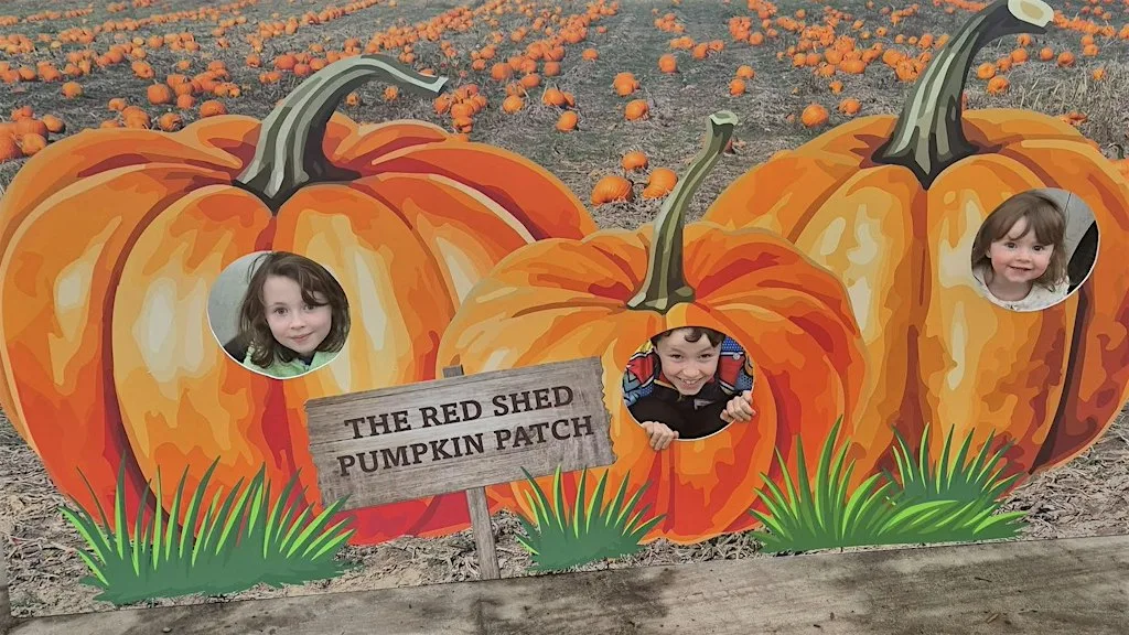 Pumpkin patch