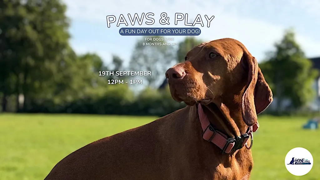 Paws & Play - Dog Socialisation Event at 161 Ballyrobert Rd