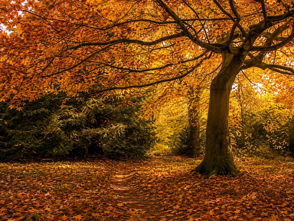 Wex Workshops: Landscapes | Autumn Colours at Meanwood Valley with SONY