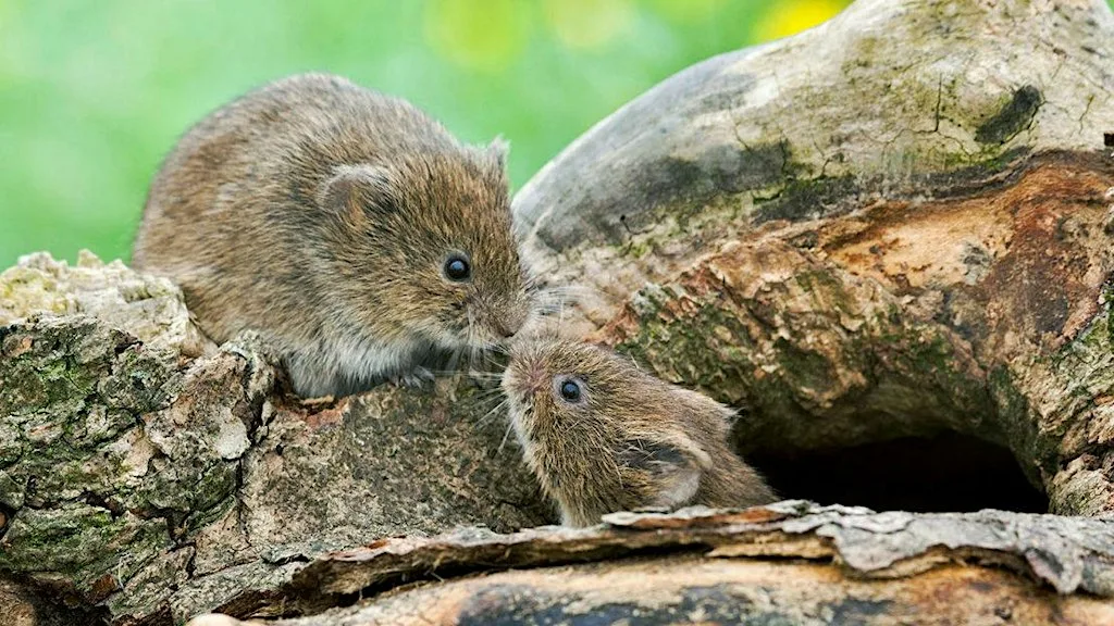 Live mammal trapping with Adam Robertson and Vicky Graves at Greyhope Bay Centre