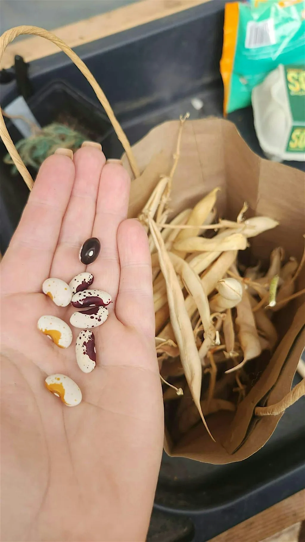 Seed Saving Workshop with Ekho Collective CIC and Garden Organic