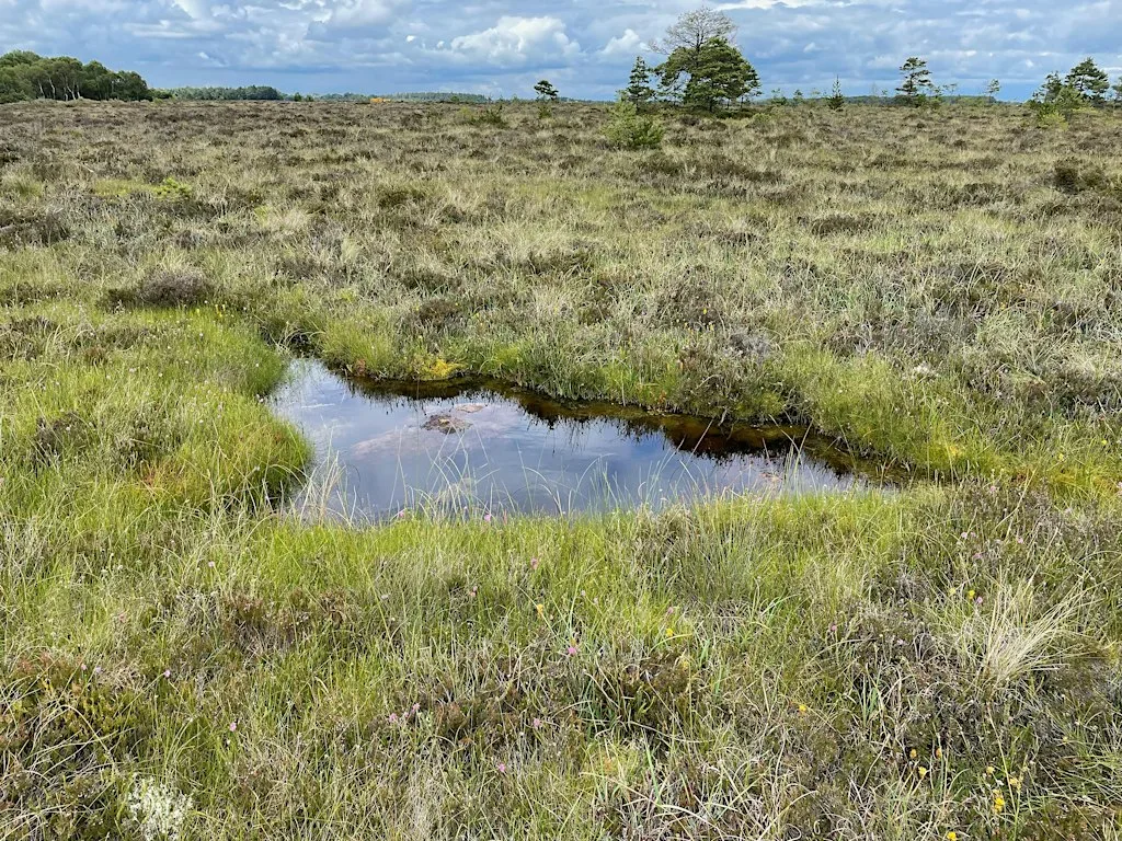 The Nature Restoration Regulation: last best hope for peatland rewilding? at Tailors Hall