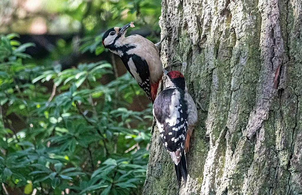 Birding at Rushmere and Stockgrove at Rushmere Visitor Centre