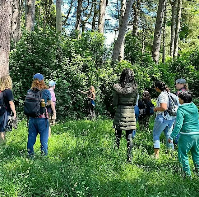 Autumn Medicinal Herb Foraging Walk